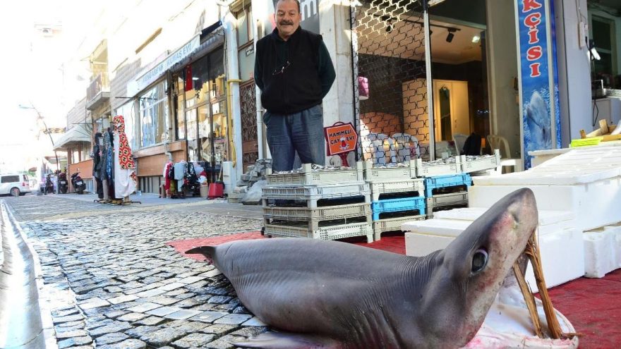 Marmara’da yakalandı! 3 metrelik dev