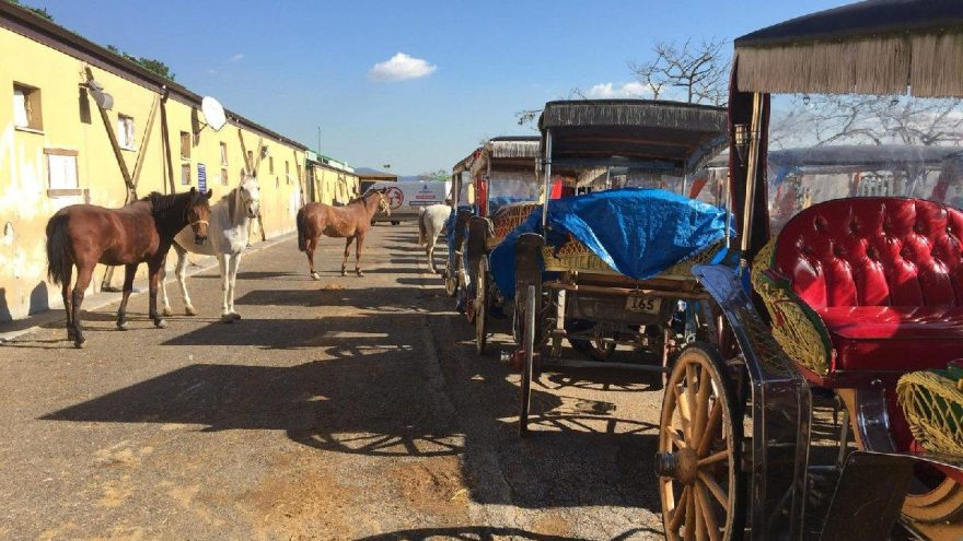 Adalar’da atları satın alma işlemi başladı