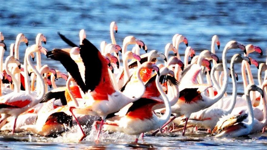 Flamingolar göz kamaştırdı