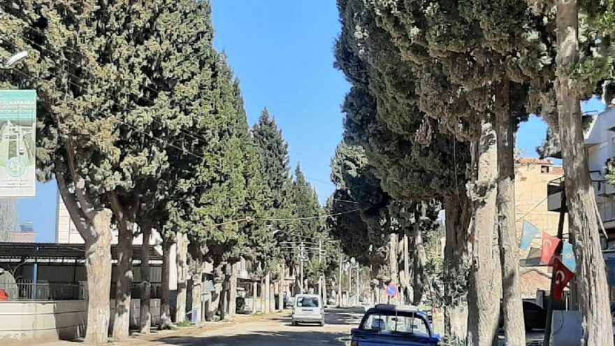 Uğur Mumcu’nun selvilerine kıymayın