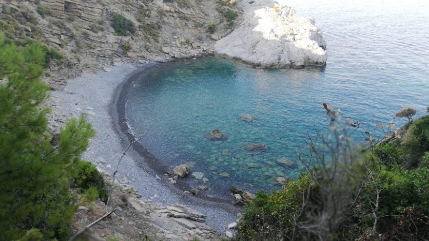 Ağaç katliamı davasına Orman Müdürlüğü katılmadı