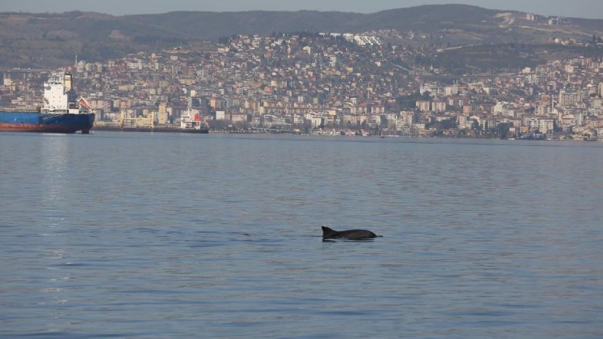 Kocaeli’de yunuslar görüntülendi