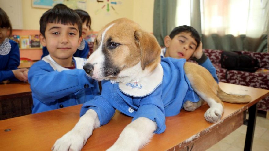 Fındık’ın cansız bedeni, Tokat’a gönderilecek