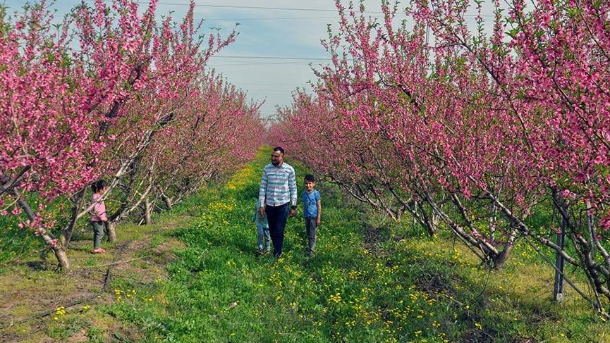 Amik Ovası, baharın gelişiyle rengarenk oldu
