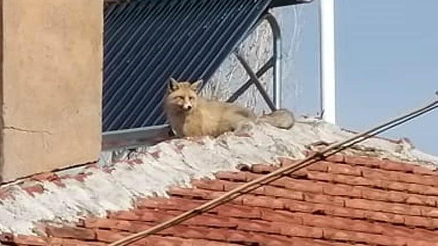 Tilki evin çatısına çıktı
