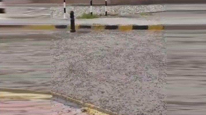 Karınca istilası iddiası panik yarattı! Çekirgeden sonra gündem karınca…