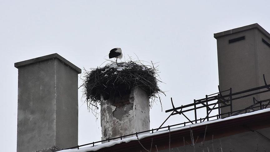Leylekleri Sivas’ta mart karı karşıladı