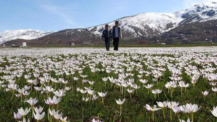 Baharın müjdecisi kardelenler Muş Ovası’nı süsledi