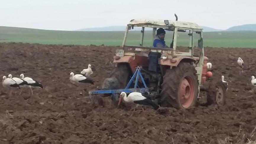Göç yolundaki leyleklerin beslenme çabası