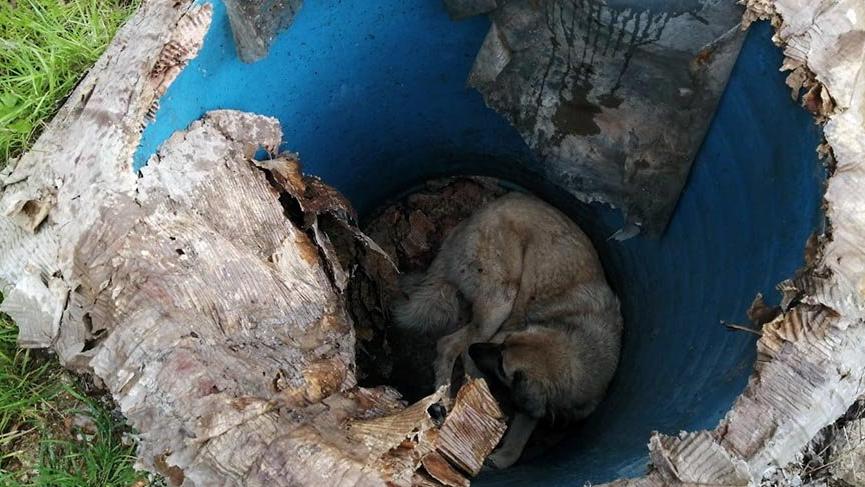 Rögara düşen sokak köpeği kurtarıldı