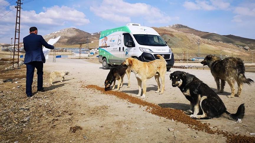 Van Büyükşehir Belediyesi sokak hayvanlarını unutmadı