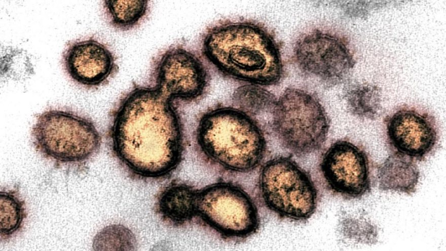 Son dakika… Bilim insanlarından korkutan corona açıklaması: 40 mutasyon geçirmiş virüs bulundu