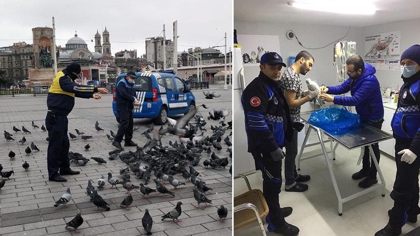 İstanbul’un can dostları zabıtaya emanet