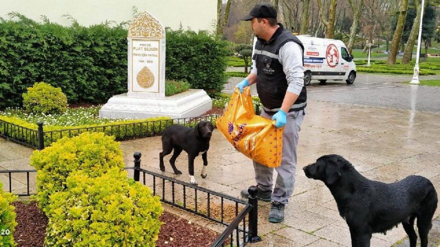 İBB, sahipsiz dostları unutmadı