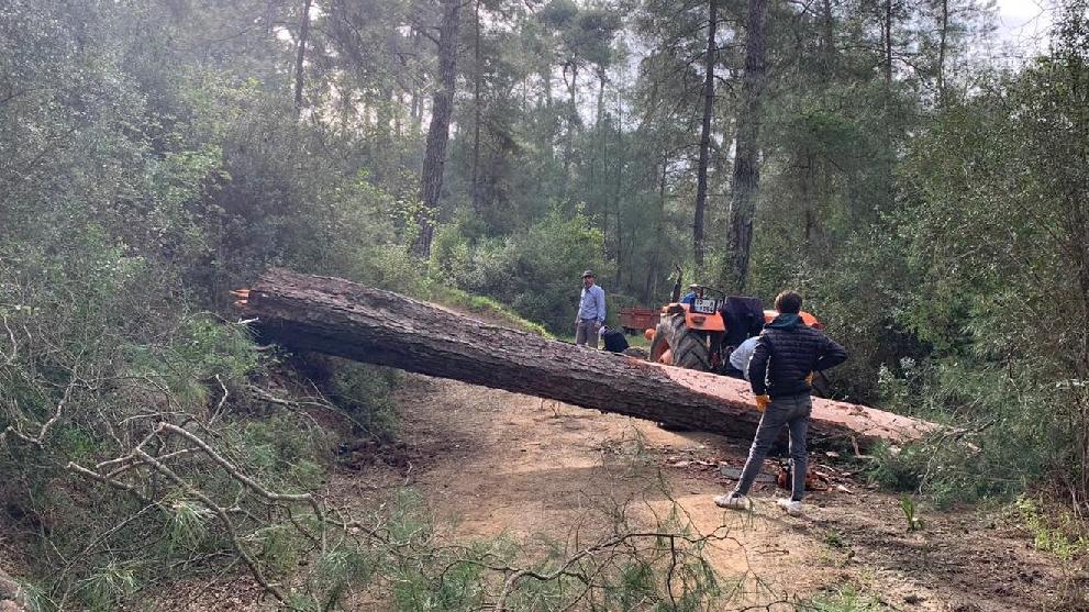 mugla da agac kesimi basladi guncel