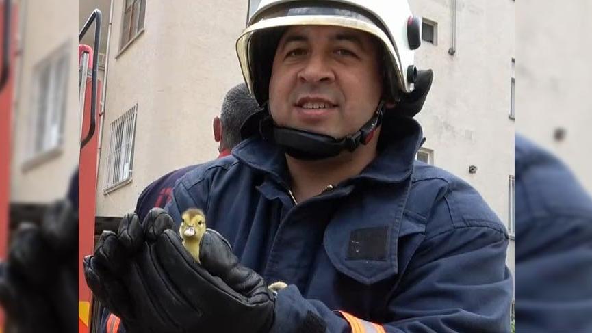İtfaiye şaşkın ördeğin yavrularını 4. katın balkonundan kurtardı