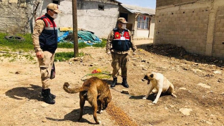Kilis’te jandarma, yemek bulmakta zorlanan sokak hayvanlarını besledi