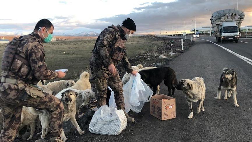 Yiyeceklerini sokak köpekleri ile paylaşan polisler ödüllendirildi