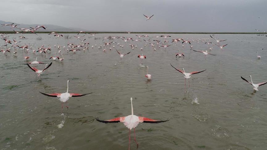 Kuş cenneti Akgöl Sazlığı’na flamingolar geldi