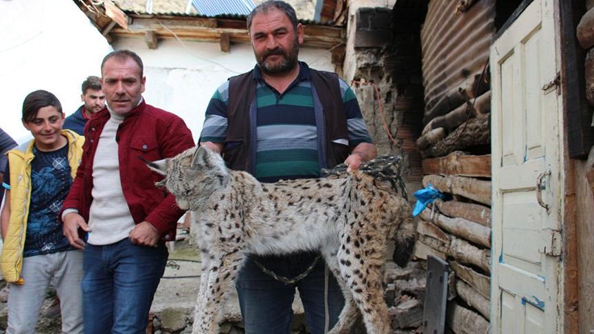 Tavukları öldüren vaşak 10 saat sonra yakalandı