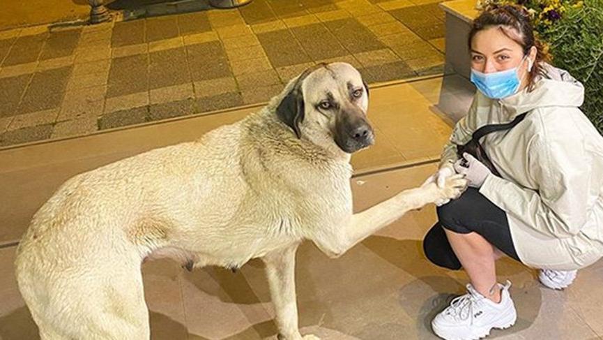 Ezgi Mola sokağa çıkma yasağını duyunca…