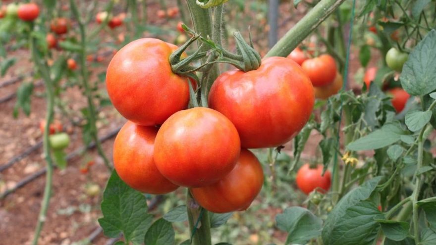 Domates üreticilerinin corona endişesi
