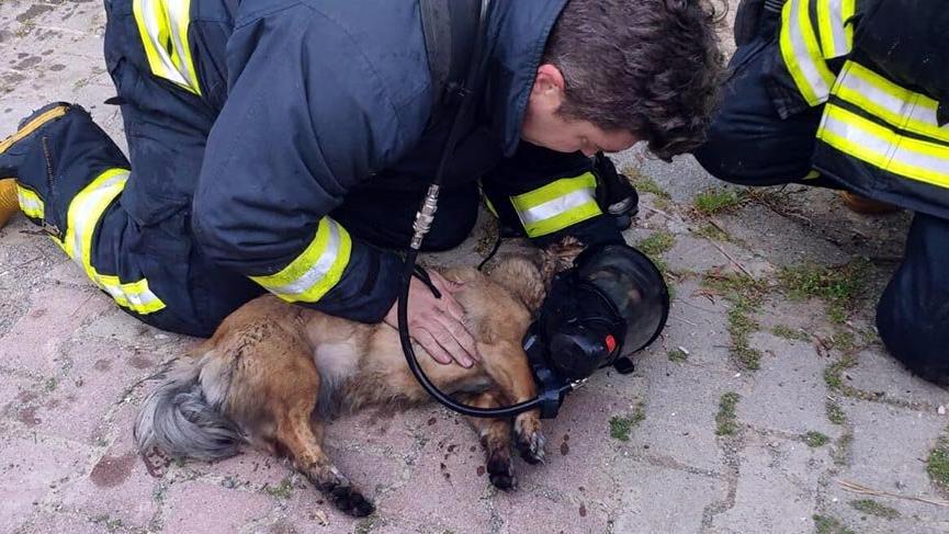 İtfaiyeci kendi oksijen maskesini taktığı köpekleri hayata döndürdü