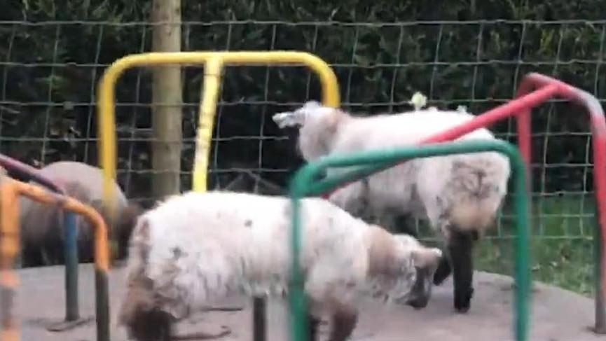 Çocuk parkının tadını koyunlar çıkardı