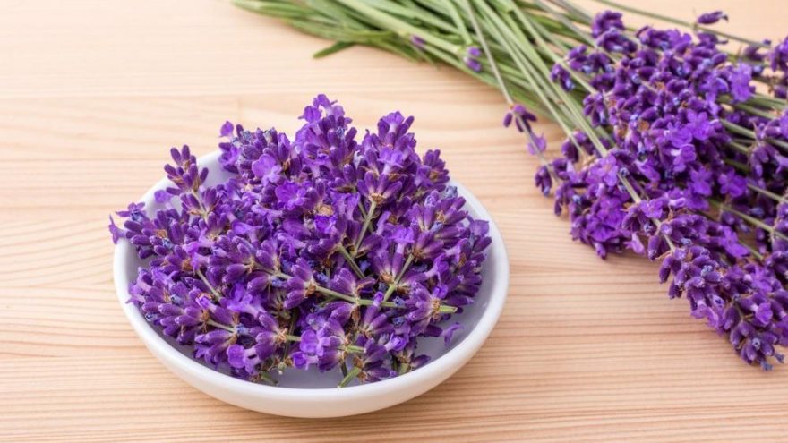 Lavanta nedir? Lavantanın sağlığımıza faydaları nelerdir?