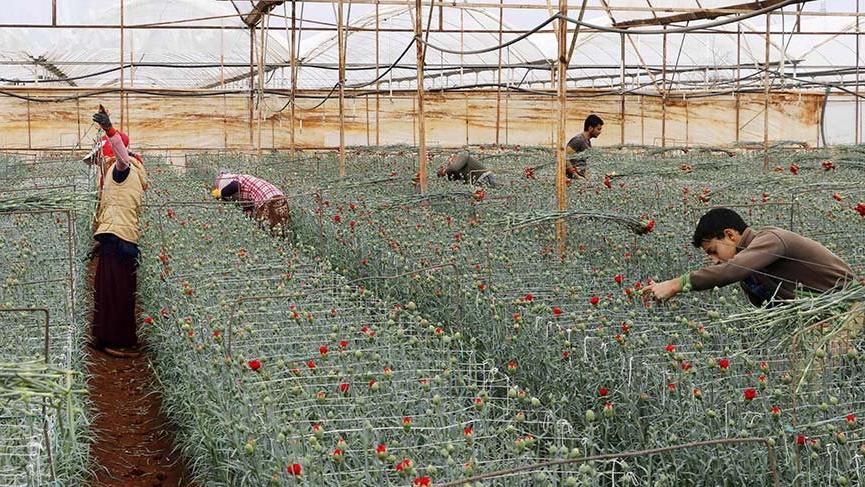 Virüs 1.1 milyar liralık çiçeği soldurdu