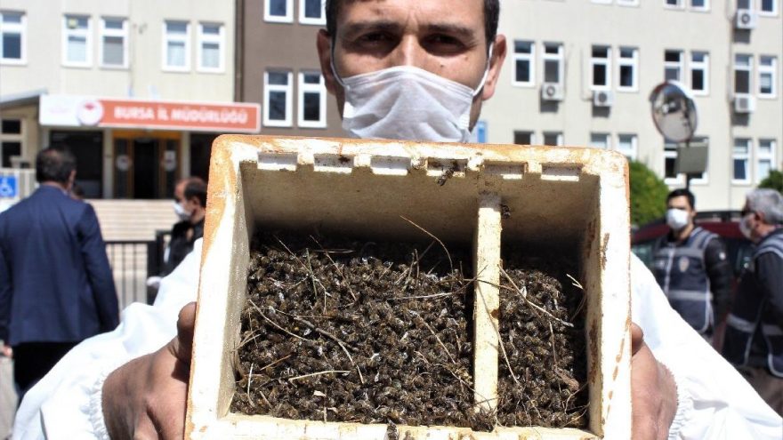 Bursa’da binlerce arı zararlı tarım ilaçları nedeniyle öldü