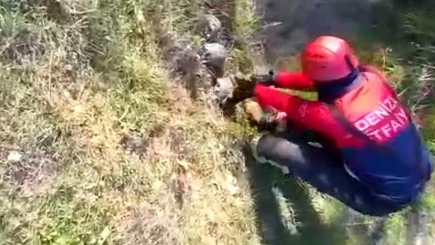 Çukura düşen kaplumbağaları itfaiye kurtardı