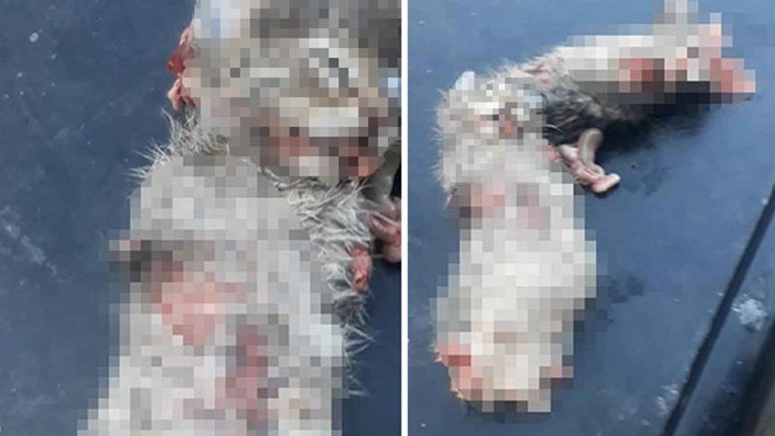 Bacakları ve kuyruğu kesilmiş 2 yavru kedi, ölü bulundu