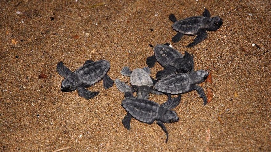 Corona virüsü caretta carettalara yaradı