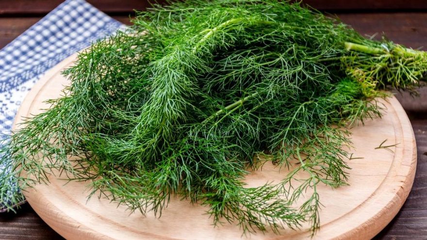 Dereotunun içinde hangi vitaminler var? Dereotunun faydaları nelerdir?