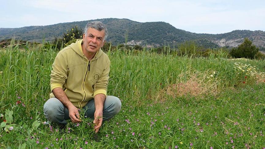 Datça’nın atalık tohumları toprakla buluşuyor