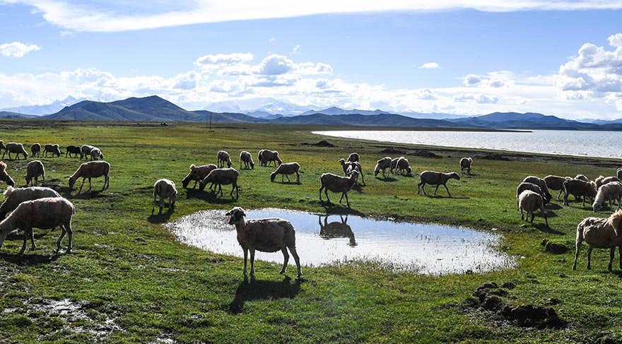 Çin'in Tibet Özerk Bölgesi'nde bulunan Yamdrok Gölü, Tibet'in en büyük üç kutsal gölünden biri.