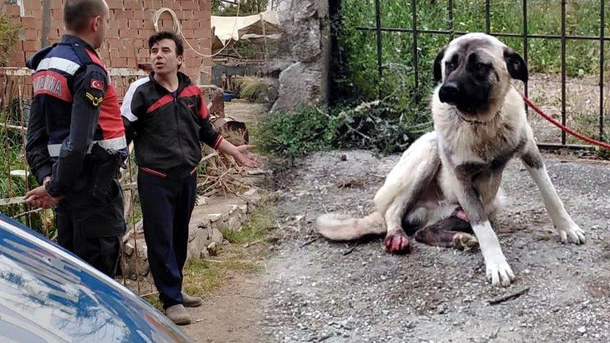 Bahçesine giren köpeği tüfekle ayaklarından vurdu, hayvanseverlere yakalandı