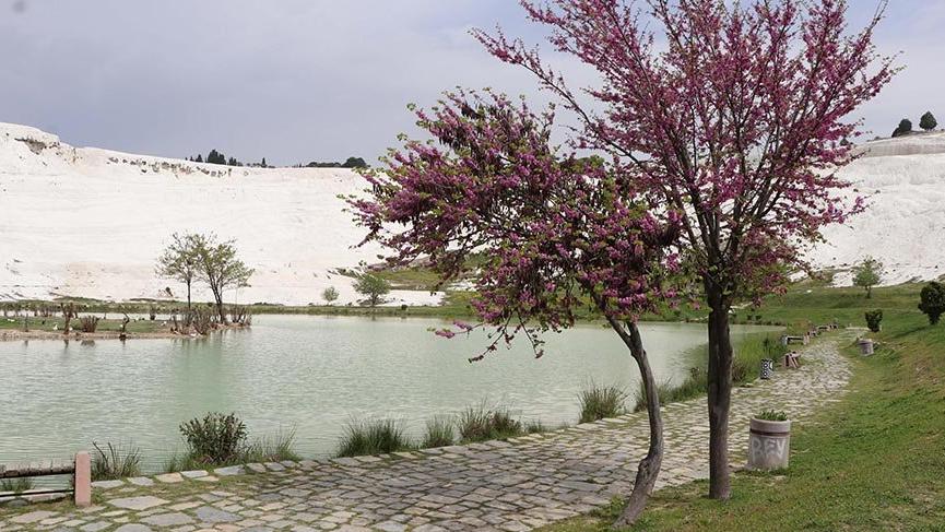 Pamukkale çiçek açtı