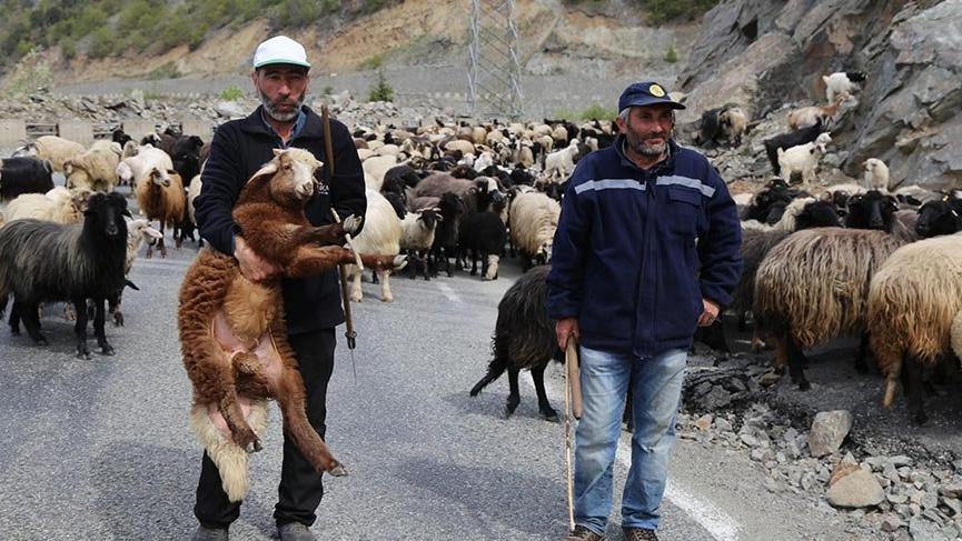 Artvin’de yaylalara göç başladı