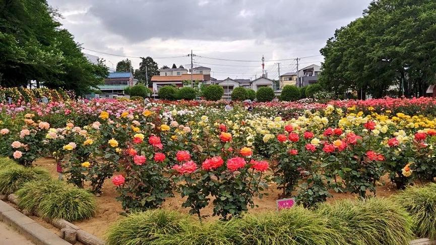 Japonya’da parklara gidilmesini önlemek için çiçekler budandı