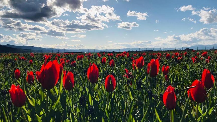Muş lalelerini ziyarete corona virüsü engeli