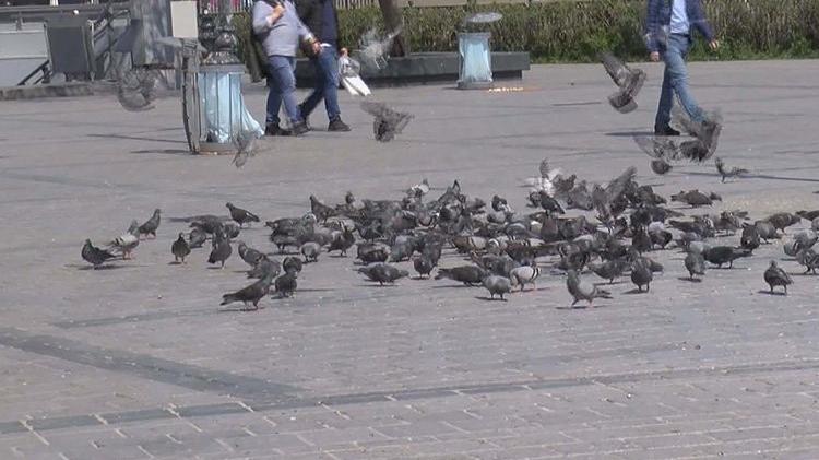 Eminönü’nde feci olay: Arabasıyla güvercinleri ezdi