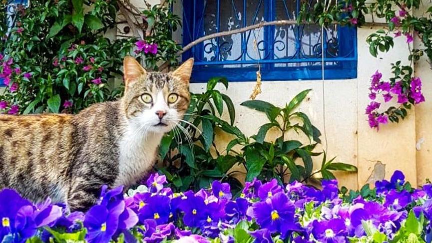 Kaleiçi sokakları çiçeklerle süslendi