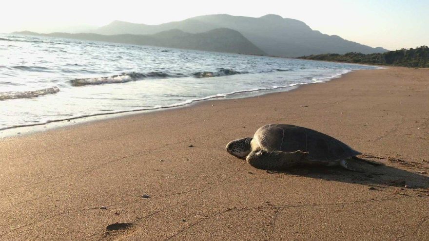 Tedavisi tamamlanan caretta caretta denize bırakıldı