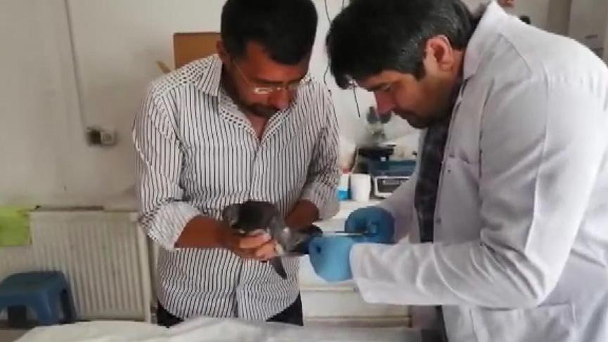 Ayağı kangren olan güvercini kurtardılar, uçuşunu kayda aldılar