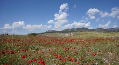 Hierapolis Antik Kenti’nde çiçeklerle görsel şölen