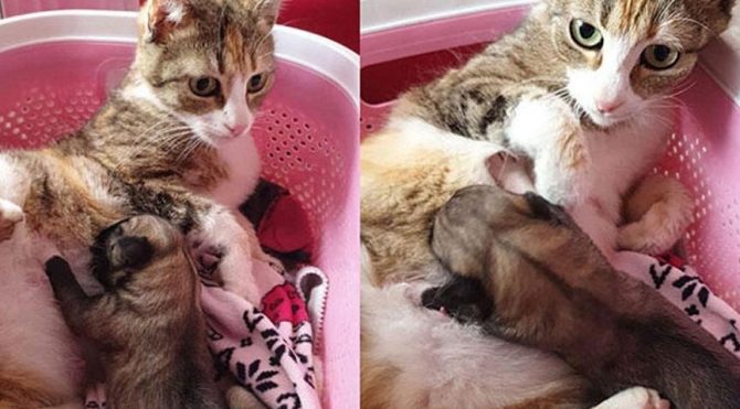 anne kedi yavru kopegi emzirdi
