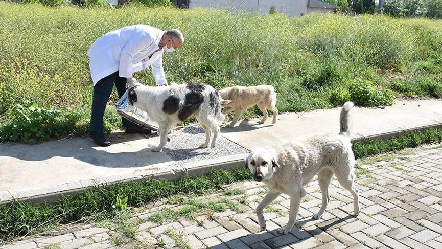 Manisa’da sokak hayvanlarına düzenli mama desteği