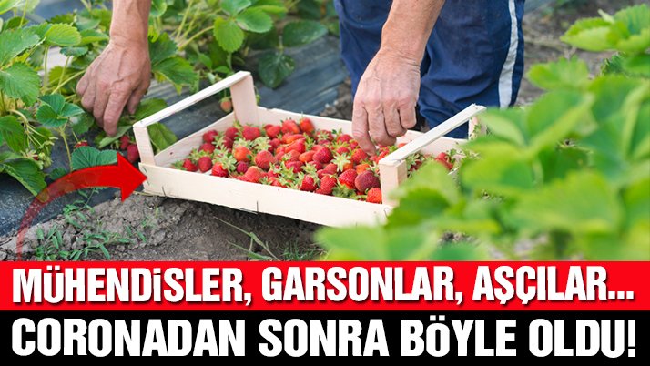 Mühendisler, garsonlar hasat için tarlada